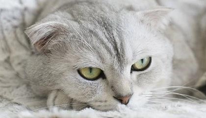 爱游戏体育平台-中超联赛中国队战平 球员表现稳健，中超联赛中国队战平 球员表现稳健还是稳定