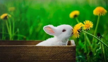 爱游戏中国官方登录入口网站-职业运动员退役后就业支持政策调研，职业运动员退役后从事什么